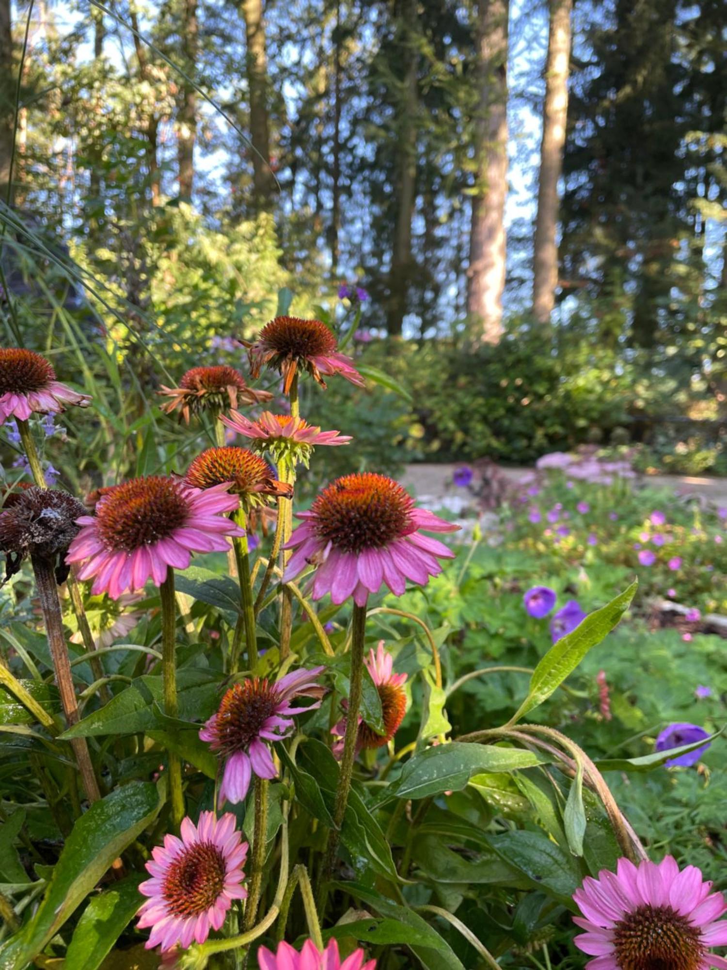 Loh Apartments - Wald.Natur.Ruhe. Undeloh Eksteriør bilde
